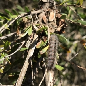 Epicoma (genus) at Tuggeranong DC, ACT - 18 Sep 2021