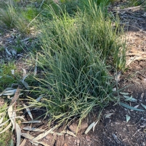 Lomandra sp. at Ngunnawal, ACT - 22 Sep 2021