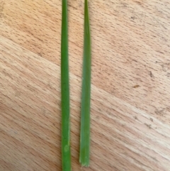 Lomandra sp. at Ngunnawal, ACT - 22 Sep 2021