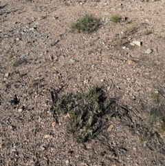 Lomandra sp. at Ngunnawal, ACT - 22 Sep 2021