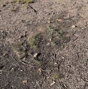 Lomandra sp. at Ngunnawal, ACT - 22 Sep 2021