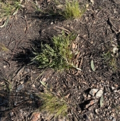 Lomandra sp. at Ngunnawal, ACT - 22 Sep 2021