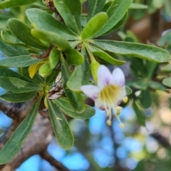 Lycium ferocissimum at Symonston, ACT - 22 Sep 2021