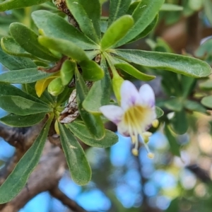 Lycium ferocissimum at Symonston, ACT - 22 Sep 2021