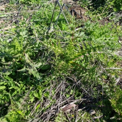 Sonchus asper (Prickly Sowthistle) at Mount Mugga Mugga - 22 Sep 2021 by Mike