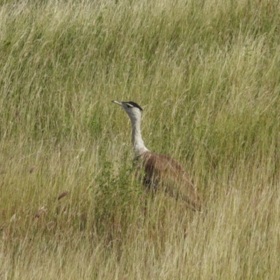 Ardeotis australis (Australian Bustard) at Kelso, QLD - 19 Apr 2019 by TerryS