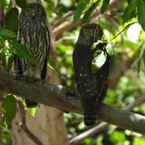 Ninox connivens at Kelso, QLD - suppressed