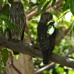 Ninox connivens (Barking Owl) at Kelso, QLD - 8 Feb 2020 by TerryS