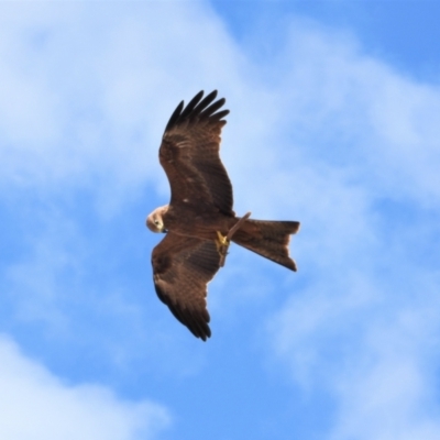 Milvus migrans (Black Kite) at Kelso, QLD - 19 Apr 2019 by TerryS