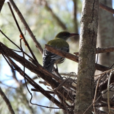 Oriolus sagittatus (Olive-backed Oriole) at Kelso, QLD - 27 Jun 2021 by TerryS