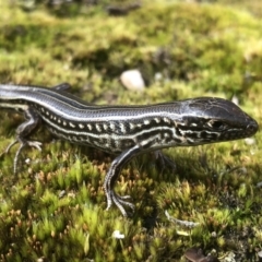 Ctenotus robustus (Robust Striped-skink) at Nail Can Hill - 22 Sep 2021 by DamianMichael