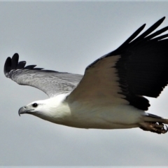 Haliaeetus leucogaster (White-bellied Sea-Eagle) at Kelso, QLD - 27 Jun 2021 by TerryS