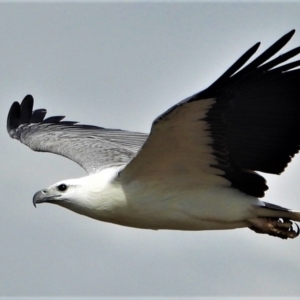 Haliaeetus leucogaster at Kelso, QLD - 27 Jun 2021