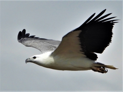 Haliaeetus leucogaster (White-bellied Sea-Eagle) at Kelso, QLD - 27 Jun 2021 by TerryS