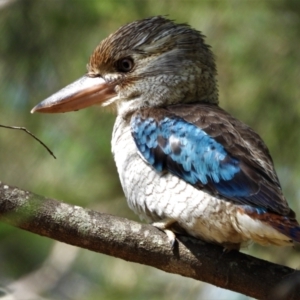 Dacelo leachii at Kelso, QLD - 18 Jul 2021