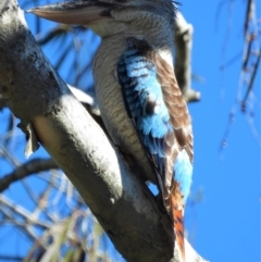 Dacelo leachii (Blue-winged Kookaburra) at Kelso, QLD - 24 Jul 2021 by TerryS