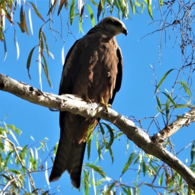 Milvus migrans (Black Kite) at Kelso, QLD - 14 Aug 2021 by TerryS