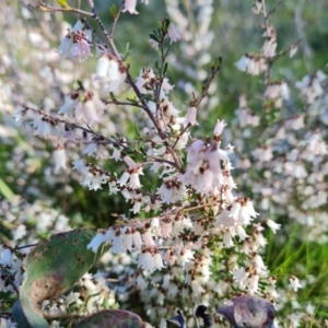 Cryptandra amara at Symonston, ACT - 22 Sep 2021