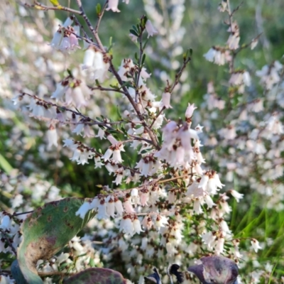 Cryptandra amara (Bitter Cryptandra) at Symonston, ACT - 22 Sep 2021 by Mike