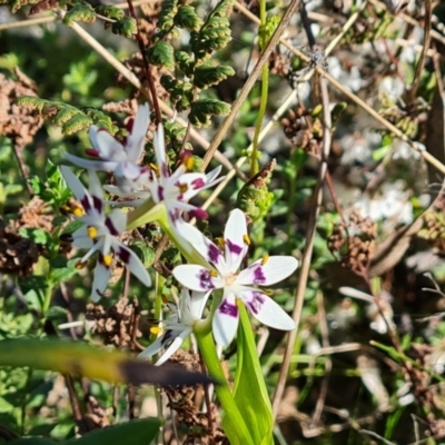 Wurmbea dioica subsp. dioica (Early Nancy) at Symonston, ACT - 22 Sep 2021 by Mike