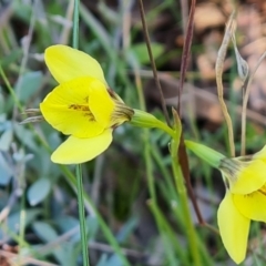 Diuris chryseopsis (Golden Moth) at Mount Mugga Mugga - 22 Sep 2021 by Mike