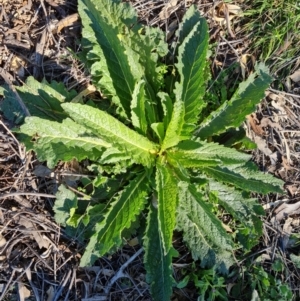 Verbascum virgatum at Symonston, ACT - 22 Sep 2021 02:24 PM