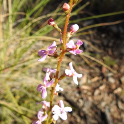 Stylidium sp. (Trigger Plant) at Black Mountain - 21 Sep 2021 by HelenCross