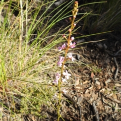 Stylidium sp. at Acton, ACT - 22 Sep 2021