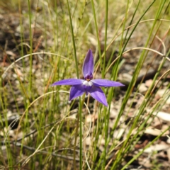 Glossodia major (Wax Lip Orchid) at Black Mountain - 21 Sep 2021 by HelenCross