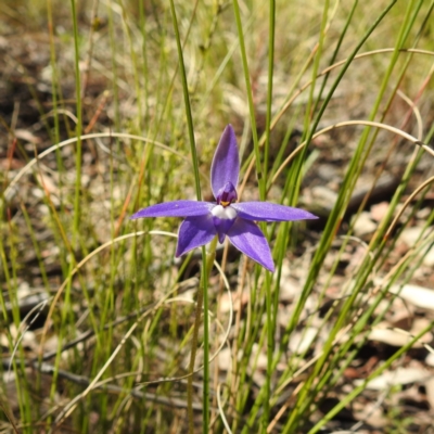 Glossodia major (Wax Lip Orchid) at Acton, ACT - 22 Sep 2021 by HelenCross