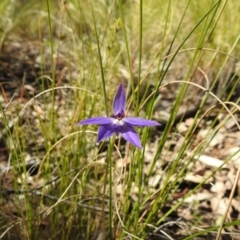 Glossodia major at Acton, ACT - 22 Sep 2021