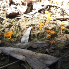 Lichenomphalia chromacea (Yellow Navel) at Acton, ACT - 22 Sep 2021 by HelenCross