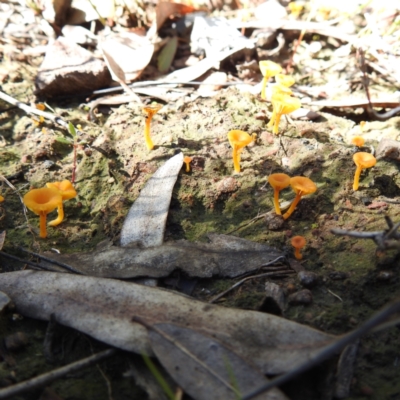 Lichenomphalia chromacea (Yellow Navel) at Acton, ACT - 22 Sep 2021 by HelenCross