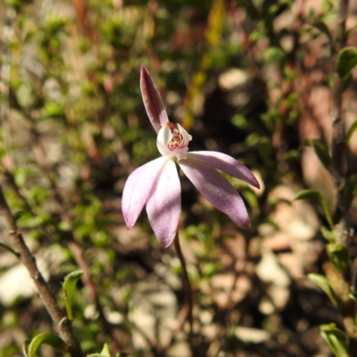 Caladenia fuscata (Dusky Fingers) at ANBG - 21 Sep 2021 by HelenCross