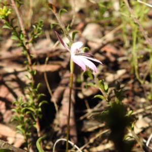 Caladenia fuscata at Acton, ACT - suppressed