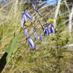 Stypandra glauca (Nodding Blue Lily) at Black Mountain - 21 Sep 2021 by HelenCross