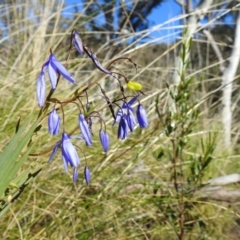 Stypandra glauca at Acton, ACT - 22 Sep 2021