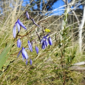 Stypandra glauca at Acton, ACT - 22 Sep 2021