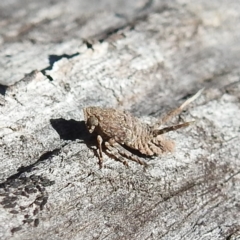 Fulgoroidea sp. (superfamily) (Unidentified fulgoroid planthopper) at Black Mountain - 21 Sep 2021 by HelenCross
