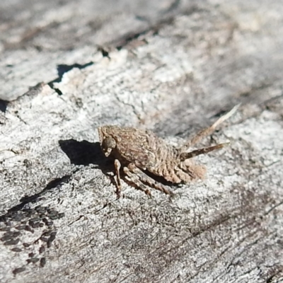 Fulgoroidea sp. (superfamily) (Unidentified fulgoroid planthopper) at Acton, ACT - 21 Sep 2021 by HelenCross