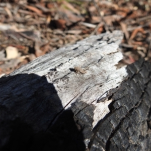 Fulgoroidea sp. (superfamily) at Acton, ACT - 22 Sep 2021