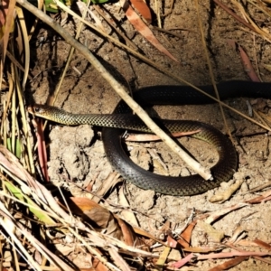 Demansia vestigiata at Kelso, QLD - 15 Aug 2021 09:27 AM