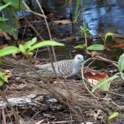 Geopelia placida (Peaceful Dove) at Kelso, QLD - 15 Aug 2021 by TerryS