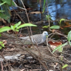 Geopelia placida (Peaceful Dove) at Kelso, QLD - 15 Aug 2021 by TerryS
