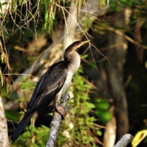 Anhinga novaehollandiae at Kelso, QLD - 21 Aug 2021 07:42 AM