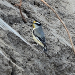 Pardalotus striatus (Striated Pardalote) at Kelso, QLD - 21 Aug 2021 by TerryS