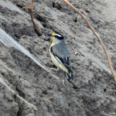 Pardalotus striatus (Striated Pardalote) at Kelso, QLD - 20 Aug 2021 by TerryS