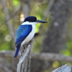 Todiramphus macleayii (Forest Kingfisher) at Kelso, QLD - 20 Aug 2021 by TerryS