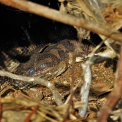 Morelia spilota mcdowelli (Eastern, Coastal or McDowell's Carpet python) at Kelso, QLD - 21 Aug 2021 by TerryS