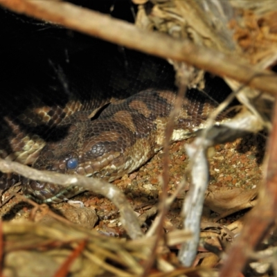 Morelia spilota mcdowelli (Eastern, Coastal or McDowell's Carpet python) at Kelso, QLD - 21 Aug 2021 by TerryS